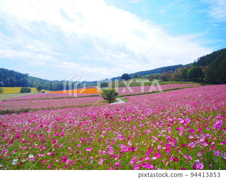 A superb view of Hokkaido Cosmos field at Taiyo no Oka Engaru Park 94413853