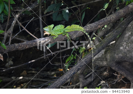 綠色蛇怪 94413940