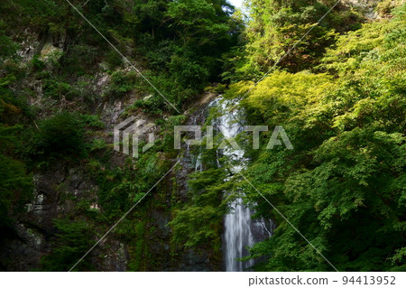 Minoh Waterfall surrounded by trees and flowing magnificently 94413952