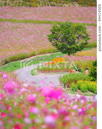 A superb view of Hokkaido Cosmos field at Taiyo no Oka Engaru Park A superb view of Hokkaido Cosmos field at Taiyo no Oka Engaru Park 94414009