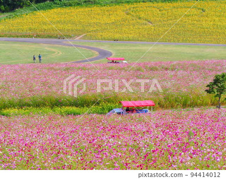 太陽之丘遠輕公園北海道大波斯菊的絕景 太陽之丘遠輕公園北海道大波斯菊的絕景 94414012