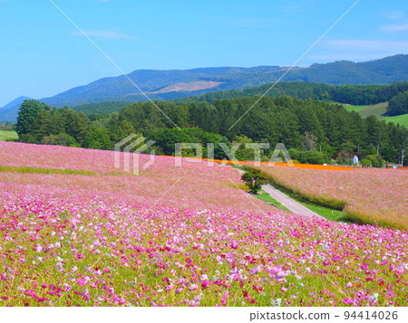 A superb view of Hokkaido Cosmos field at Taiyo no Oka Engaru Park A superb view of Hokkaido Cosmos field at Taiyo no Oka Engaru Park 94414026