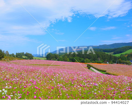 A superb view of Hokkaido Cosmos field at Taiyo no Oka Engaru Park 94414027