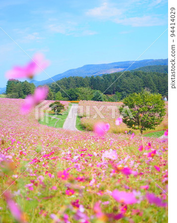A superb view of Hokkaido Cosmos field at Taiyo no Oka Engaru Park 94414029