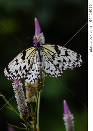 Ogomadara 94414056