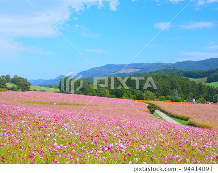 A superb view of Hokkaido Cosmos field at Taiyo no Oka Engaru Park A superb view of Hokkaido Cosmos field at Taiyo no Oka Engaru Park 94414091