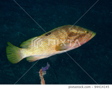 Affiliation 94414145