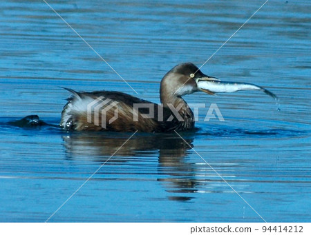 與超大獵物搏鬥的鸊鷉。 94414212