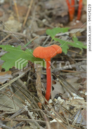 Red mushrooms 94414229