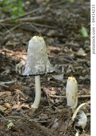 Sasakule Hitoyoshike 94414233