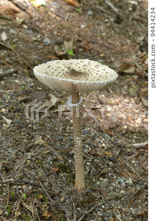 Karakasatake 94414234