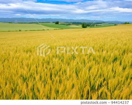 北海道美瑛_麥田風景 94414237