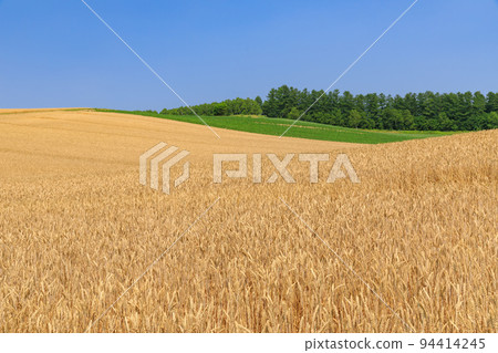 Hokkaido Biei _ landscape of wheat fields 94414245