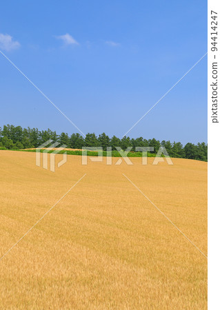 北海道美瑛_麥田風景 94414247