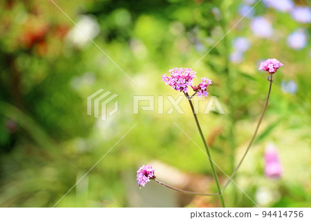 柳花 柳花 94414756