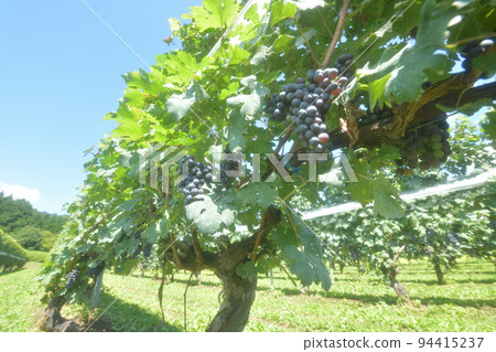 Hakushu Town, Hokuto City, grapes for brewing grow Hakushu Town, Hokuto City, grapes for brewing grow 94415237