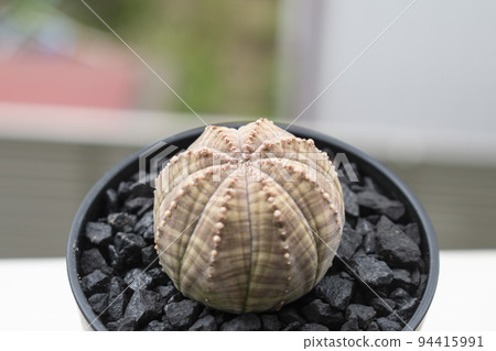 Obesa,一種在戶外管理的塊根植物 Obesa,一種在戶外管理的塊根植物 94415991
