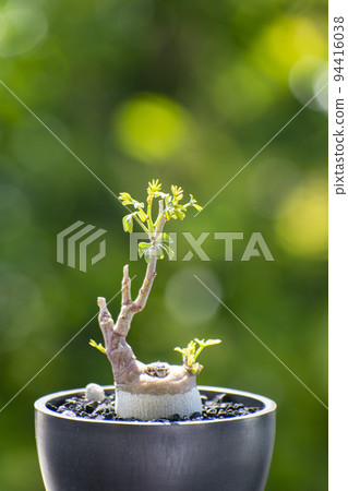Adea glauca, a tuberous plant that grows quickly in summer Adea glauca, a tuberous plant that grows quickly in summer 94416038