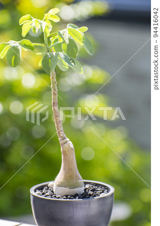 Adea glauca, a tuberous plant that grows quickly in summer Adea glauca, a tuberous plant that grows quickly in summer 94416042