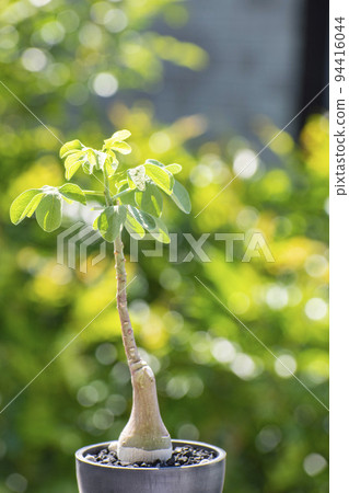 Adea glauca，一種在夏季快速生長的塊莖植物 94416044