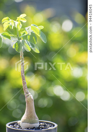 Adea glauca, a tuberous plant that grows quickly in summer 94416045