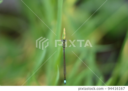 Aomonito dragonfly from directly above Aomonito dragonfly from directly above 94416167