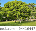 A couple feeling nature on a sunny day 94416447