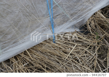 爬黃瓜的颱風對策 爬黃瓜的颱風對策 94416707