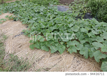 Typhoon countermeasures for crawling cucumbers 94416711