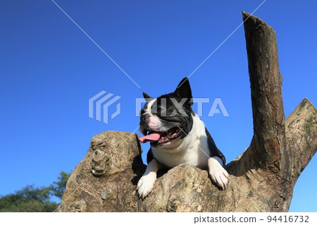 2022Mighty, a Boston terrier, climbs a tree in Aigo no Sato, Hatoyama Town, which was selected as the happiest town in Japan, and looks out over Satoyama. 2022Mighty, a Boston terrier, climbs a tree in Aigo no Sato, Hatoyama Town, which was selected as the happiest town in Japan, and looks out over Satoyama. 94416732