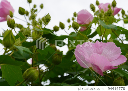 Hibiscus blooming towards the blue sky Hibiscus blooming towards the blue sky 94416778