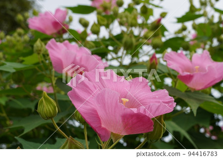 向藍天綻放的芙蓉 94416783