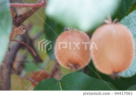 向藍天綻放的芙蓉 向藍天綻放的芙蓉 94417061