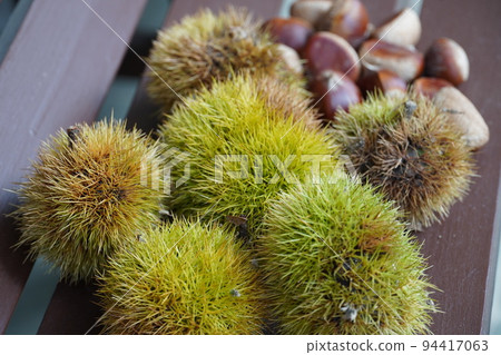 向藍天綻放的芙蓉 向藍天綻放的芙蓉 94417063