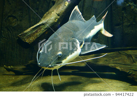 3817 red tail catfish 3817 red tail catfish 94417422