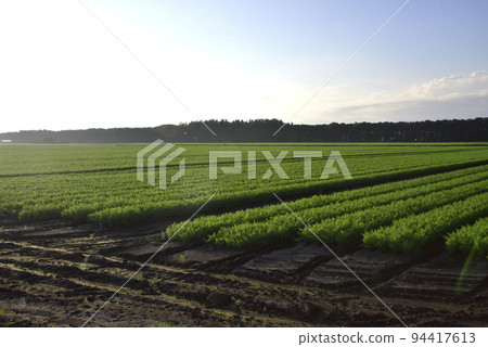 Tokachi plain field in summer Tokachi plain field in summer 94417613