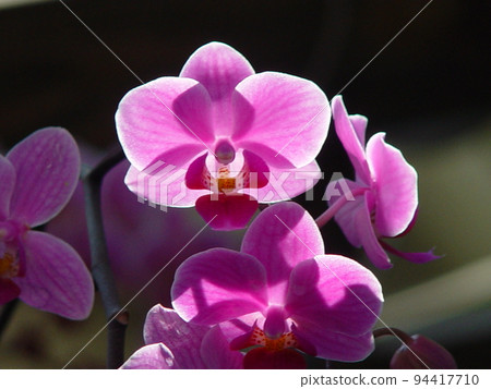 粉紅色的花朵盛開蘭花（十二月）蝴蝶蘭（蝴蝶蘭）12 94417710