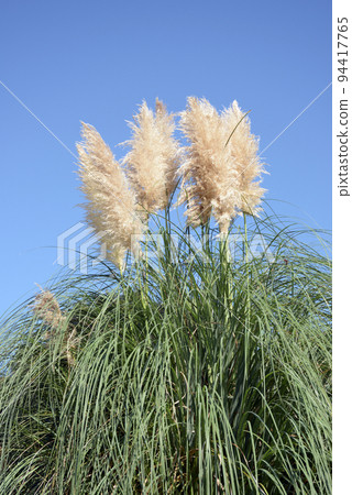 蒲葦 蒲葦 94417765