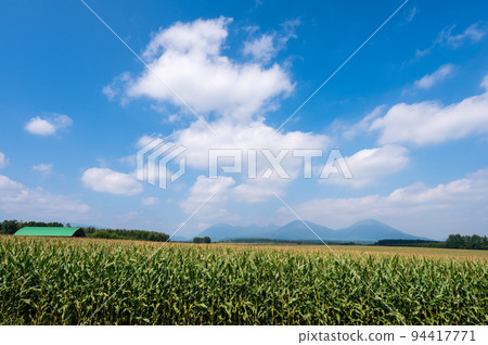 北海道廣闊的藍天和金色的玉米田 北海道廣闊的藍天和金色的玉米田 94417771