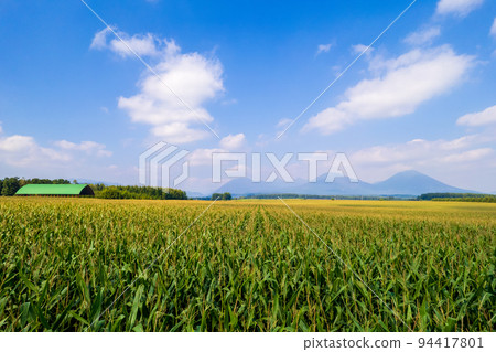 無人機攝影 | 金色的玉米田和廣闊的田野遍布北海道大地 94417801