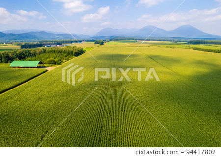 無人機攝影 | 金色的玉米田和廣闊的田野遍布北海道大地 94417802