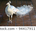 White Peacock 94417911