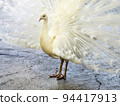 White Peacock 94417913