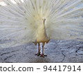 White Peacock 94417914