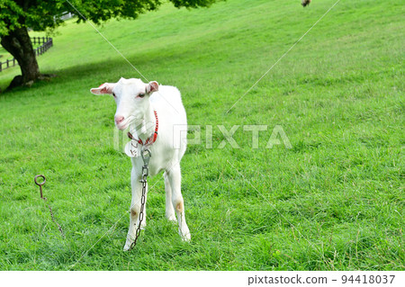 八岳牧場公園 94418037