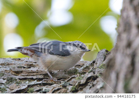 Hokkaido's goose-kara Hokkaido's goose-kara 94418175