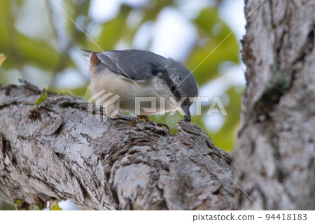 Hokkaido's goose-kara Hokkaido's goose-kara 94418183