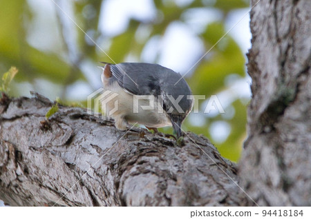 Hokkaido's goose-kara Hokkaido's goose-kara 94418184