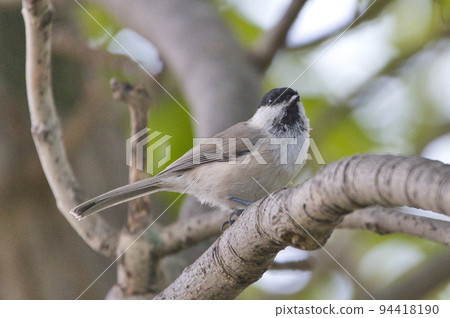 北海道大嘴山雀 北海道大嘴山雀 94418190