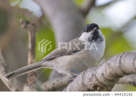 北海道大嘴山雀 94418192
